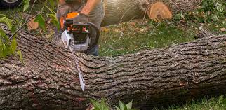 Why Choose Our Tree Removal Services in Okauchee Lake, WI?